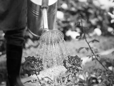 Les propriétaires de jardin n'ont pas eu le droit d'arroser leurs espaces, à moins d'avoir récupéré l'eau